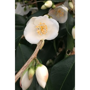 Camélia 'tsaii' taille du pot - en pot
