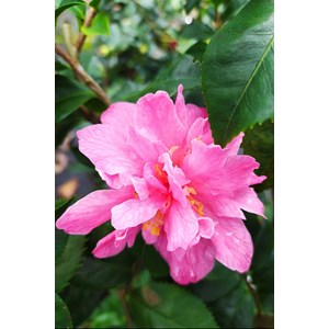 Camélia 'fragrant pink' taille du pot -