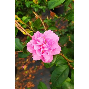 Camélia 'fragrant pink' taille du pot -