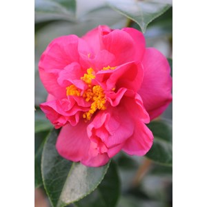 Camélia 'fragrant pink' taille du pot -