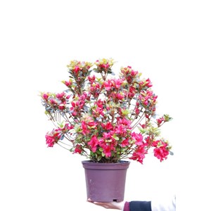 Azalée du japon 'johanna ' taille du po