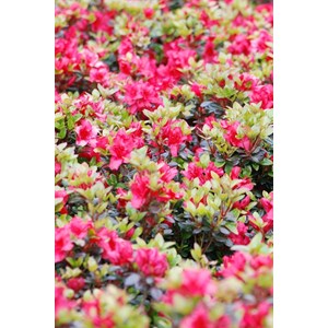 Azalée du japon 'johanna ' taille du po