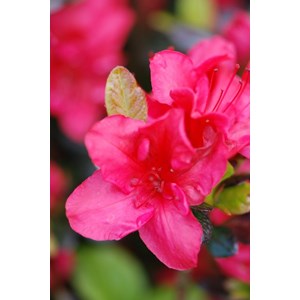 Azalée du japon 'johanna ' taille du pot - en pot de 1 litre