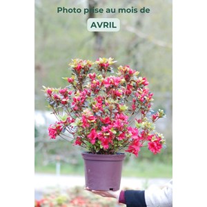 Azalée du japon 'johanna ' taille du po