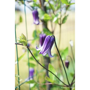 Clématite integrifolia 'roguchi' taille