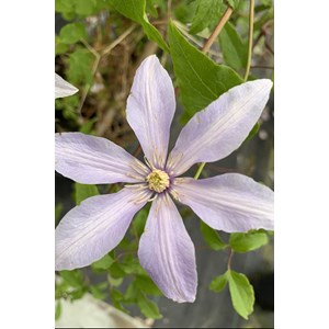Clématite sugar sweet ? 'scented clem'