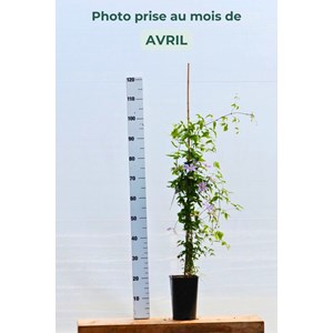 Clématite sugar sweet ? 'scented clem'