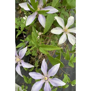 Clématite sugar sweet ? 'scented clem'