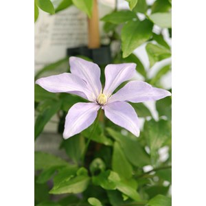 Clématite sugar sweet ? 'scented clem'