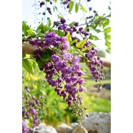 Glycine 'violacea plena' taille du pot -