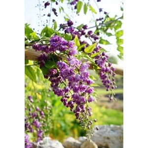 Glycine 'violacea plena' taille du pot - en pot de 3 litres