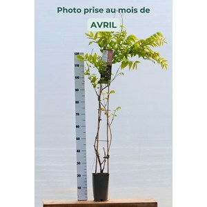 Glycine 'violacea plena' taille du pot -