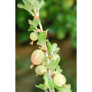 Groseillier à maquereaux hinnonmaki rou