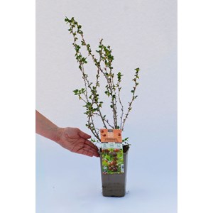 Groseillier à maquereaux hinnonmaki rou