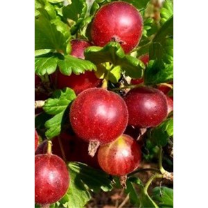 Groseillier à maquereaux hinnonmaki rou