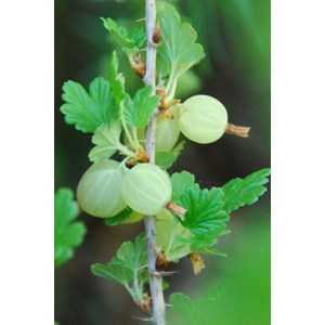 Groseillier à maquereaux hinnonmaki rou