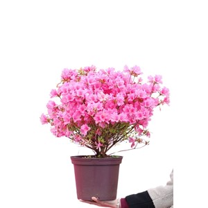 Azalée du japon 'mme van hecke ' taille