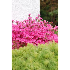 Azalée du japon 'mme van hecke ' taille