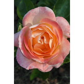 Rosier 'isabelle autissier' ? Taille du