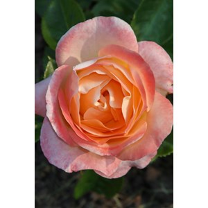 Rosier 'isabelle autissier' ? Taille du