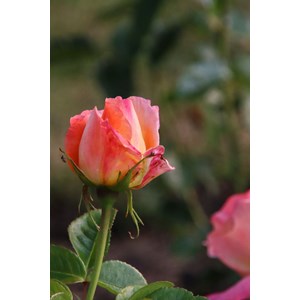 Rosier 'isabelle autissier' ? Taille du