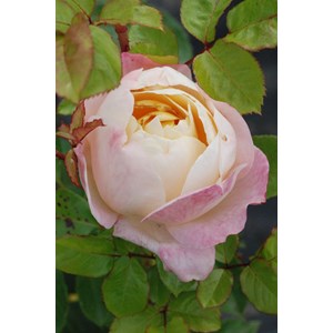 Rosier 'isabelle autissier' ? Taille du