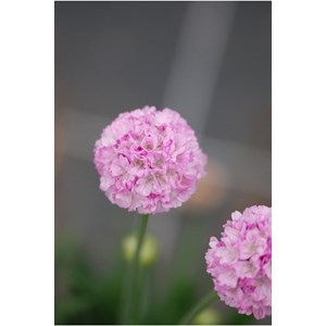 Gazon d'espagne 'sweet dreams' taille du