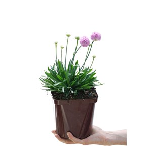 Gazon d'espagne 'sweet dreams' taille du