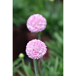 Gazon d'espagne 'sweet dreams' taille du