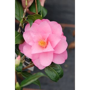 Camelia 'daintiness' taille du pot - en