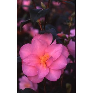 Camelia 'daintiness' taille du pot - en