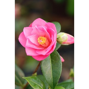 Camelia 'daintiness' taille du pot - en