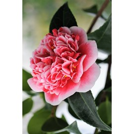 Camélia champêtre 'spring circus' tail