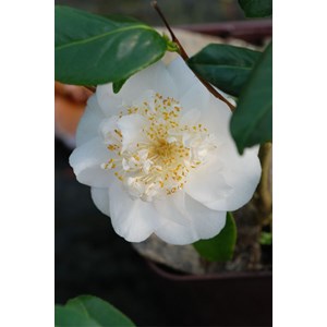 Camélia champêtre 'spring circus' tail