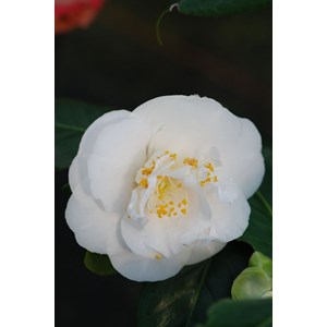 Camélia champêtre 'spring circus' taille du pot - en pot de 4 litres (hauteur