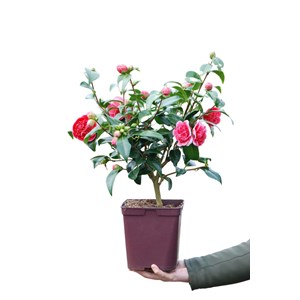 Camélia 'volunteer' taille du pot - en pot de 4 litres (hauteur 30&nbsp;40 cm)