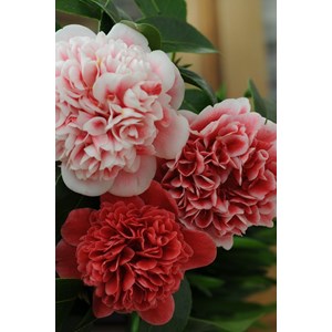 Camélia 'volunteer' taille du pot - en pot de 4 litres (hauteur 30&nbsp;40 cm)