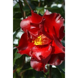 Camélia 'black magic' taille du pot - e