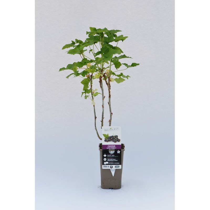 Roué Pépinières - Cassis 'black marble' taille du pot - en pot de 1,5 litres