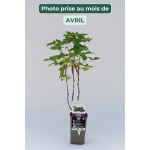 Cassis 'black marble' taille du pot - en