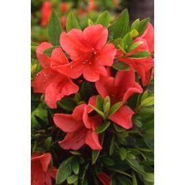 Azalée 'pink cascade' taille du pot - e