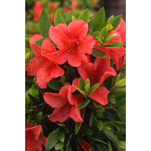 Azalée 'pink cascade' taille du pot - en pot de 3 litres