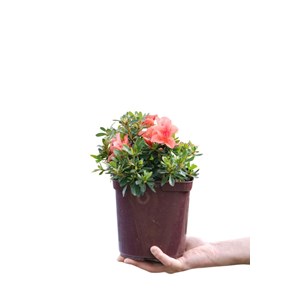 Azalée 'pink cascade' taille du pot - e