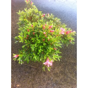 Azalée 'pink cascade' taille du pot - e