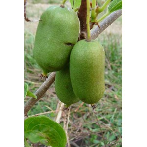 Kiwai 'super issaï' taille du pot - en