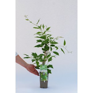 Kiwai 'super issaï' taille du pot - en