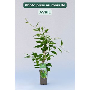 Kiwai 'super issaï' taille du pot - en