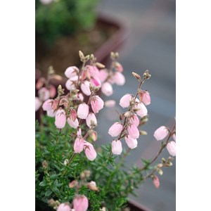 Bruyère d'irlande 'pink tina' taille du