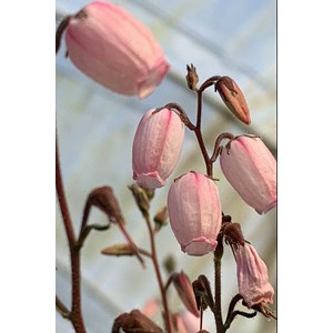 Bruyère d'irlande 'pink tina' taille du