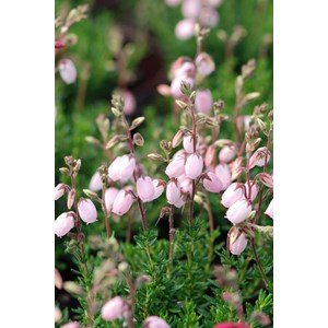 Bruyère d'irlande 'pink tina' taille du